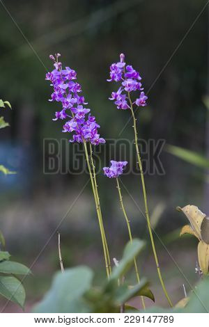 Doritis Pulcherrima , Orchid Garden At Winter Or Spring Day For Postcard Beauty And Agriculture Idea