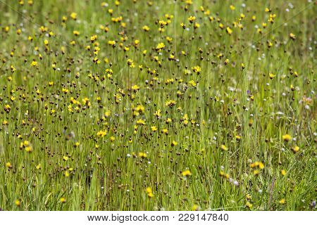 Drosera Indica Linn.flower Beautiful Mix With Utricularia Bifida In The Pha Taem National Park.