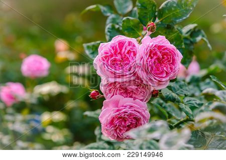 The Morning Sun Shining Over A Bunch Of Pink Roses Blooming Beautifully In The Garden In Front Of Th