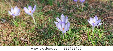 Alpine Crocus Blossom. Fresh Beautiful Violet Crocus. Flowering Flower In Early Spring. First Spring