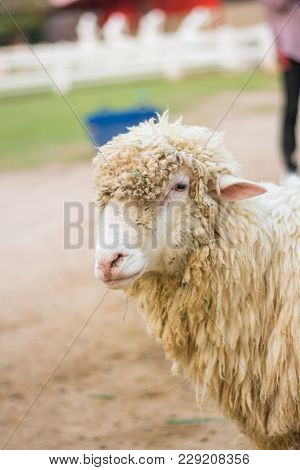Brown Sheep Close Up Head Animal Mammal