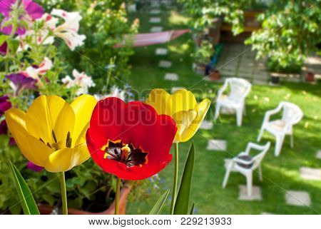 Red And Yellow Tulips In The Garden