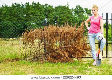 Woman Gardener Removing Withered Dried Thuja Tree From Her Backyard. Yard Work Around The House