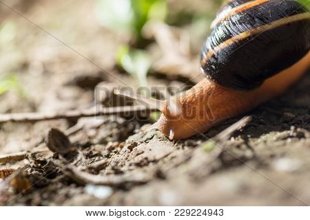 Snail On The Ground In Nature . In The Park In Nature
