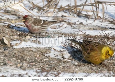 Common Redpoll Bird Picking Up Seed..  Ukraine 2018
Group Of Small And Colorful Common Redpolls With