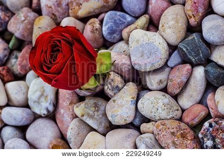 Red Rose On Sea Stones