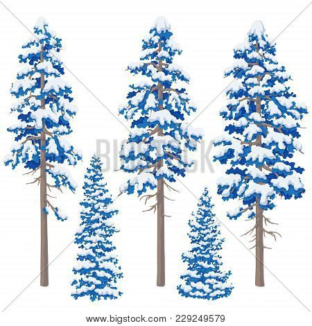 Blue Pine Trees Isolated On White Backgrouund. Set Of Conifers. Winter Snowcovered Trees. Vector Fla