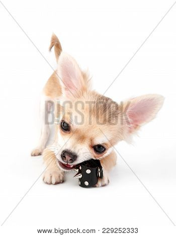Chihuahua Puppy Playing With Leather Spike Rocker Ring Close-up On White Background