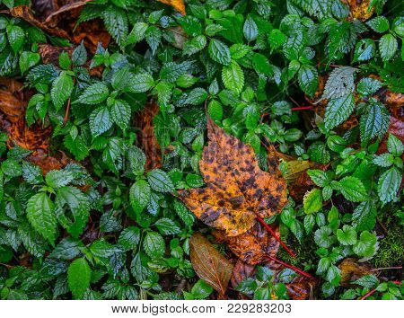 Autumn Leaves On Grass At Forest In Khopra, Nepal.