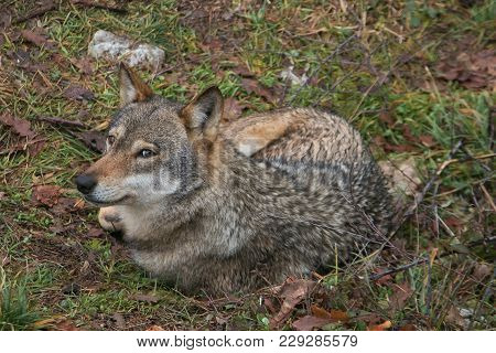 Beautiful Portrait Of Gray Wolf (canis Lupus) Sitting In The Meadow