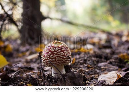 Little Amanita Growing In The Coniferous Forest.