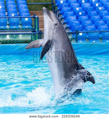 Dolphin In The Pool . In The Park In Nature
