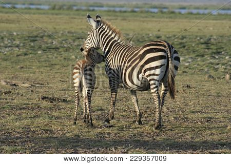 Burchells Zebras Or Common Zebras ( Equus Burchelli) Punda Milia.