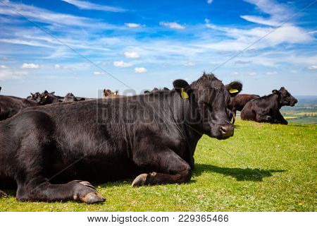 Black Aberdeen Angus beef cattle at pasture on the South Downs hill in rural Sussex, Southern England, UK