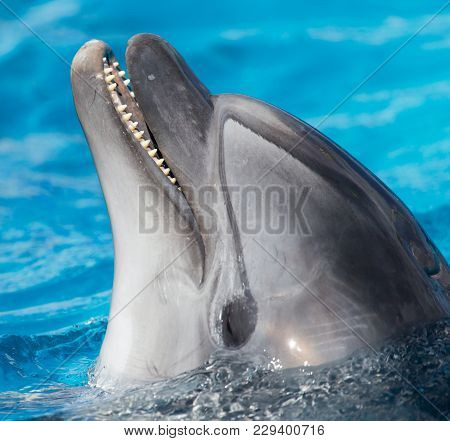 Dolphin In The Pool . In The Park In Nature