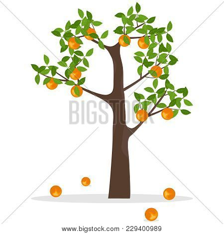 Orange Tree, A Tree With Oranges. Ripe Oranges Hang On A Tree. Flat Design, Vector Illustration, Vec