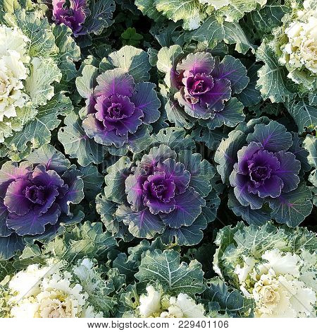 Closeup Fresh Multi Color Letuce Vegetable.healthy Food Product.
