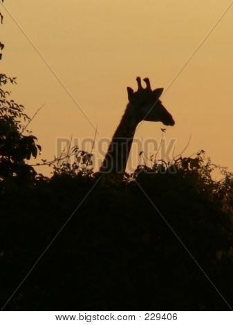 Zsiráf Silouette