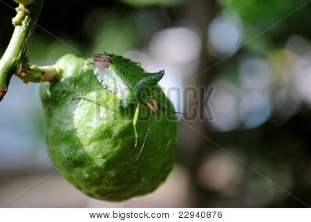 macrobug2