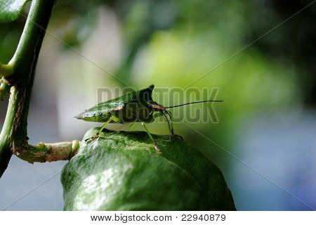 macrobug1