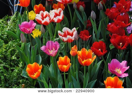 Tulip2