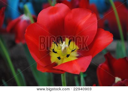 Tulip