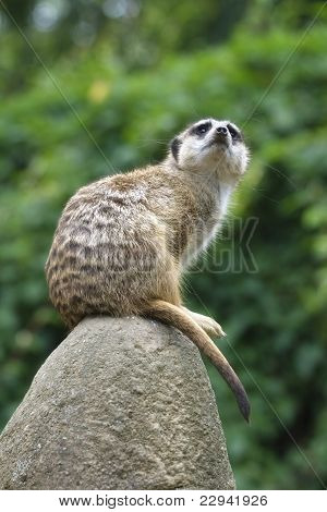 Meerkat