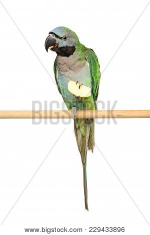 Ringnecked Parakeet