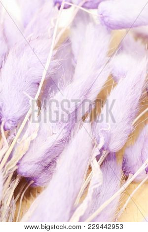 Macro  Purple Bunny (rabbit) Tail Grass Background