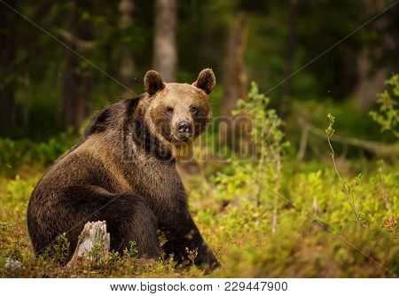 Close Up Of Eurasian Brown Bear (ursos Arctos) Male Sitting In Boreal Forest, Finland.