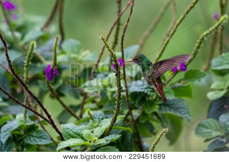 Rufous-tailed Hummingbird - Amazilia Tzacatl