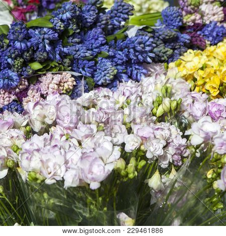 The White And Blue Pale Purple Freesia Flower