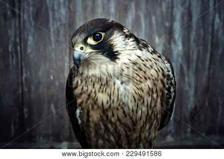 Peregrine Falcon, Duck Hawk Close Up. Bird Of Prey Portrait.