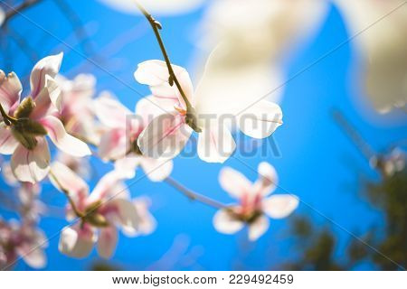 Beautiful Magnolia Flowers. Selective Focus