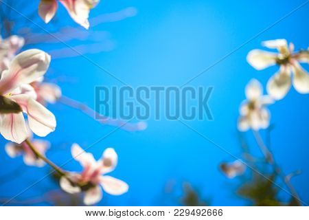 Beautiful Magnolia Flowers. Selective Focus