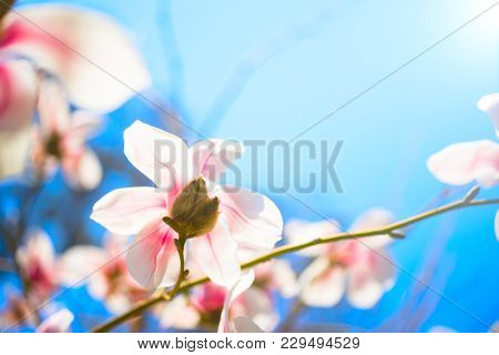 Beautiful Magnolia Flowers. Selective Focus