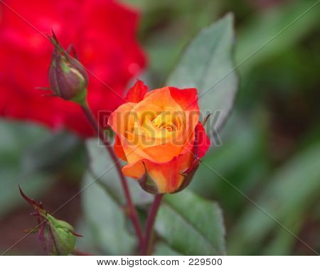 Rosebud