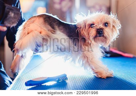 Female Groomer Haircut Yorkshire Terrier On The Table For Grooming In The Beauty Salon For Dogs.