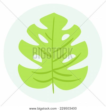 A Leaf Of Monstera On Blue Background