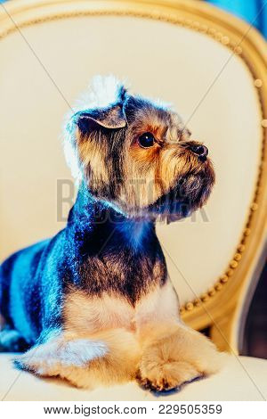 A Cute Yorkshire Terrier Lounging On A Leather Armchair. Toned Image.
