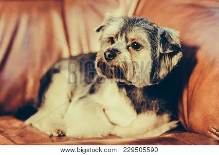 A Cute Yorkshire Terrier Lounging On A Leather Armchair. Toned Image.
