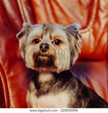 A Cute Yorkshire Terrier Lounging On A Leather Armchair. Toned Image.