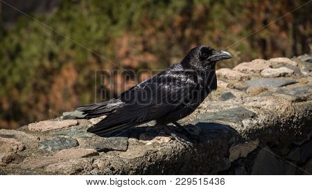 A Crow Poses For Me In The Mountains Of Gran Canaria Island, Spain