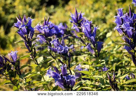 Medicinal Herbs: Blue Flowers Of Willow Gentian (gentiana Asclepiadea)