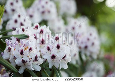 White Azalea Flower