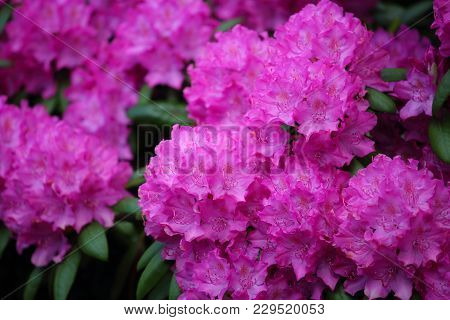 Pink Azalea Flower