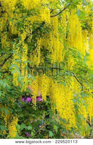 Flowers Of Acacia