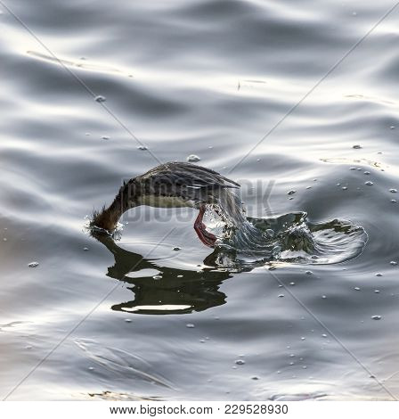 Female Red-breasted Merganser Launching Into Dive On Acushnet River