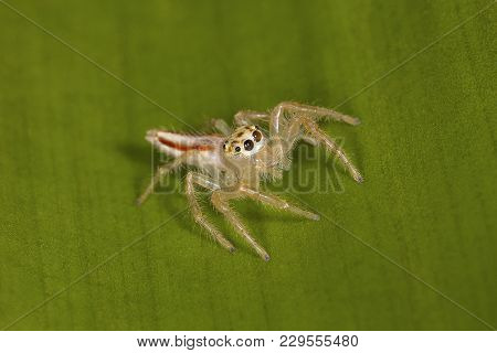 Two Striped Spider Female, Telemonia Dimidata, Salticidae. Kolhapur, Maharashtra, India. They Often 