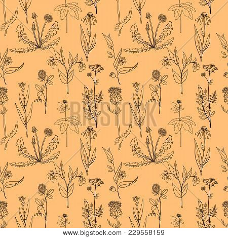 Vector Seamless Pattern With Hand Drawn Medical Herbs, Line Drawing Plants, Floral Background